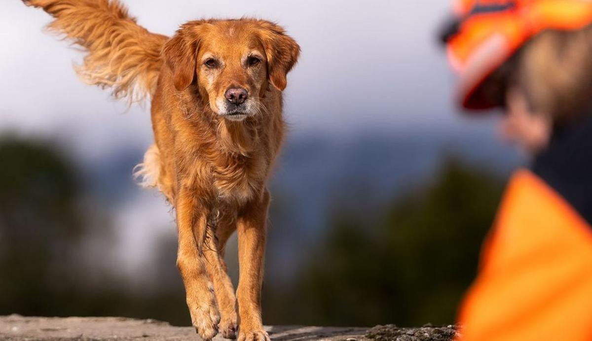 Tombola Proceeds 2025 Will Be Donated to REDOG